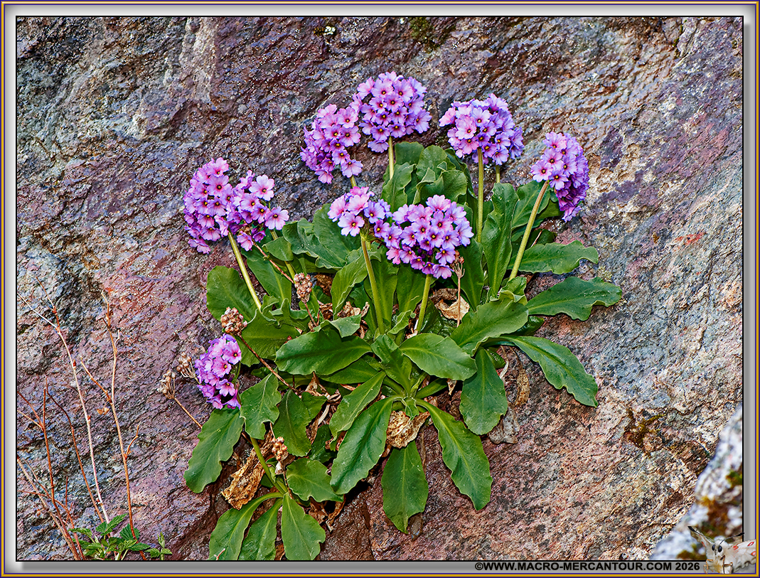 Primev&egrave;res visqueuses